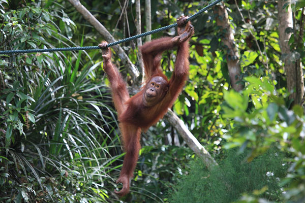 Orang Utan